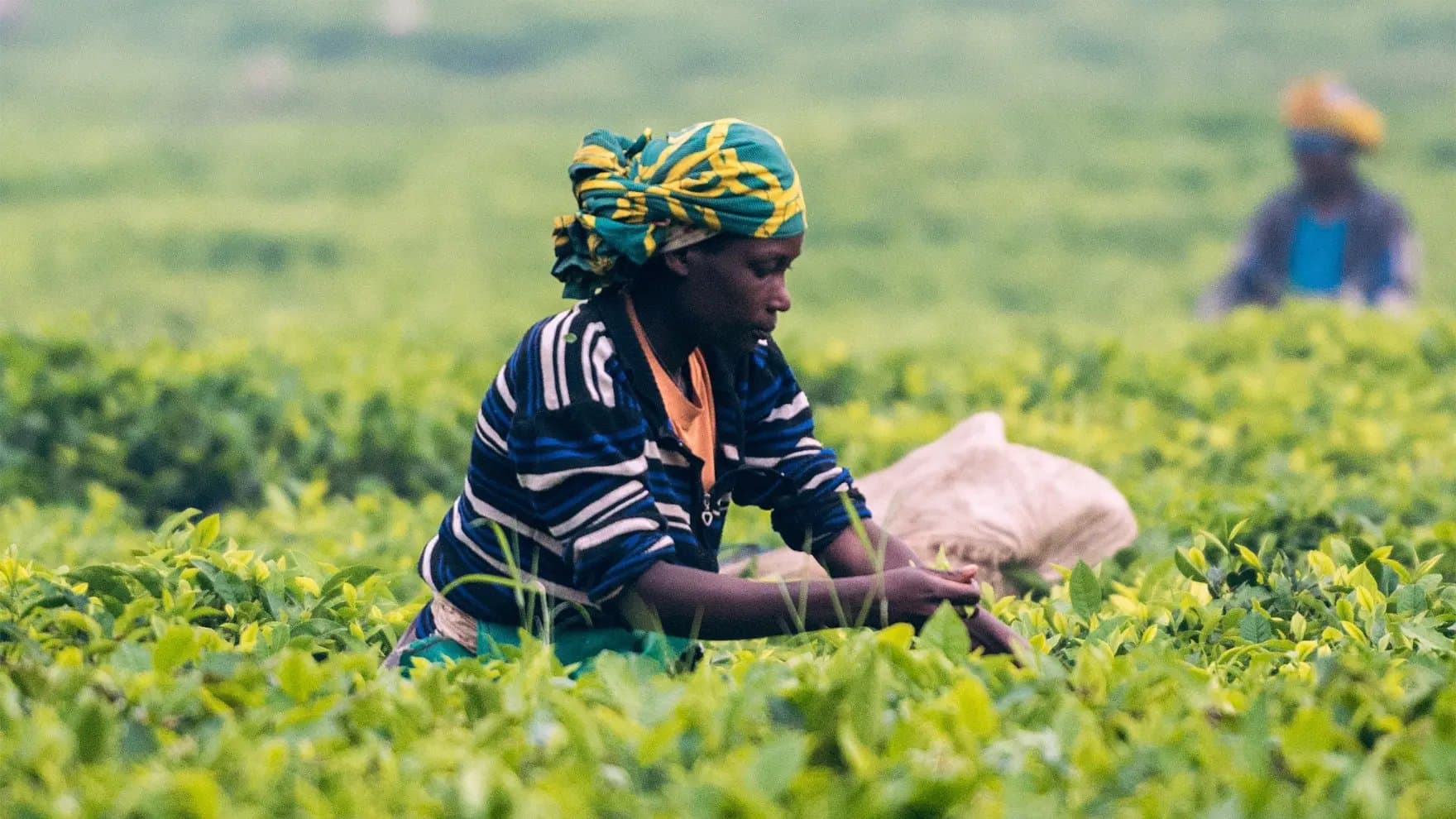 A person wearing a colorful headscarf and striped clothing is picking leaves in a lush green field, with another person blurred in the background.
