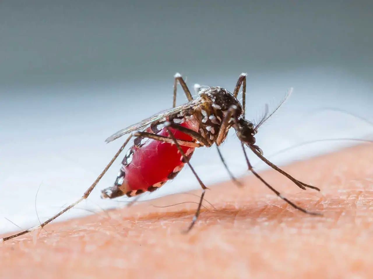 A mosquito with a swollen red abdomen feeds on human skin amidst a blurred blue and white background. Its long legs and delicate wings are clearly detailed.