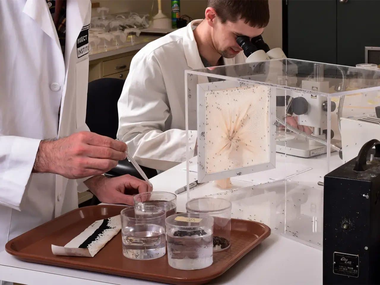 A scientist with a pipette examines insect samples in a lab, while another observes through a microscope. Nearby are containers of insects and a labeled lab machine.