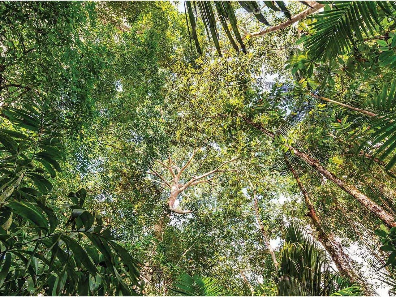 Tall trees stretch upward, their dense green foliage forming a thick canopy that filters sunlight, creating a serene atmosphere in a lush, vibrant forest environment.