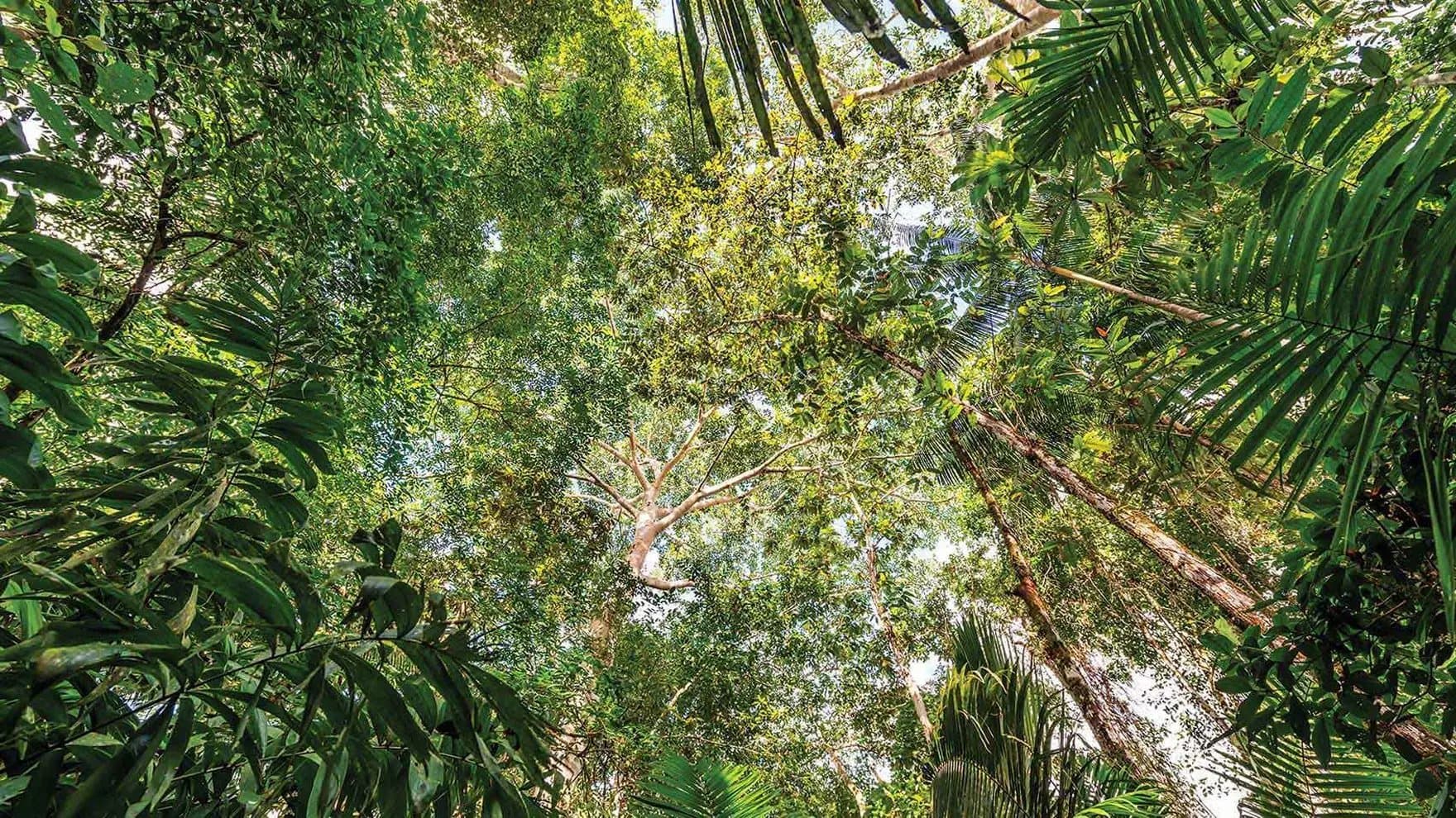 Trees stretch upwards, leaves forming a dense canopy. Sunlight filters through, creating a patchwork of light and shadow. The scene is a lush, vibrant rainforest.