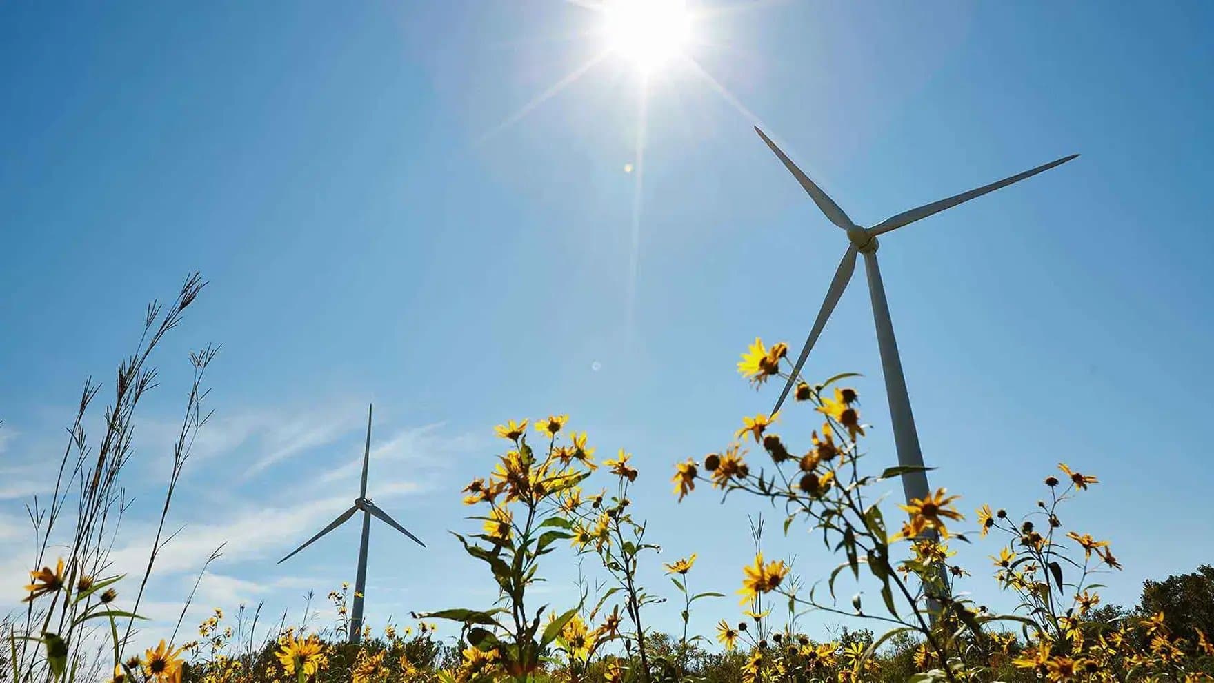 Wind turbines stand tall in a field of yellow flowers, spinning gently under a clear blue sky with the sun shining brightly above.