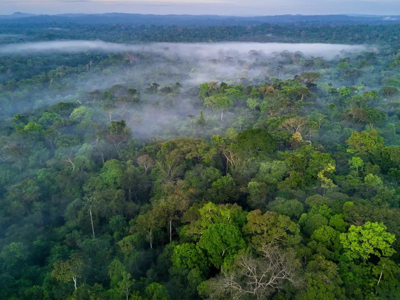 Lush green trees blanket the landscape, covered by a thin layer of mist, in a dense, expansive forest extending towards the horizon under a soft, overcast sky.